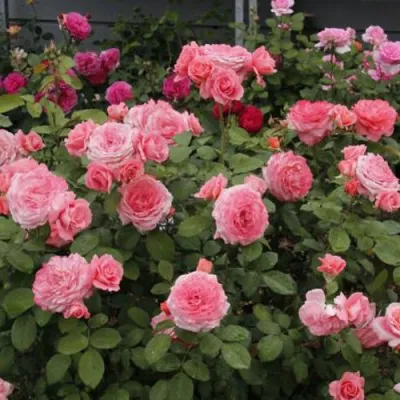 Роза ИНСТИТУТ ЛЮМЬЕР шраб в Чите