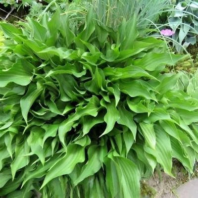 Хоста ГАРРИ ВАН ТРИЕР в Чите