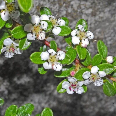 Кизильник ТАНГСТЕДТ горизонтальный  в Чите