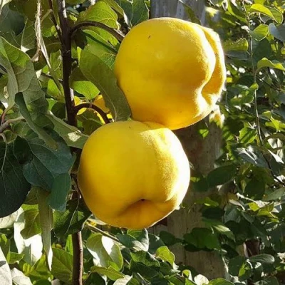 Айва МАРИЯ в Чите