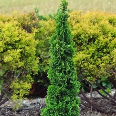 Туя СПИРАЛИС МИНИ западная в Чите