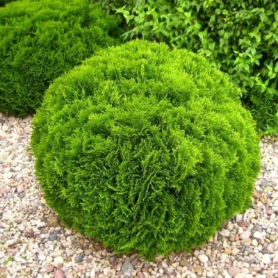 Туя ДАНИКА западная в Чите