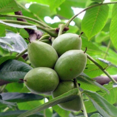 Орех маньчжурский МИЧУРИНЕЦ в Чите