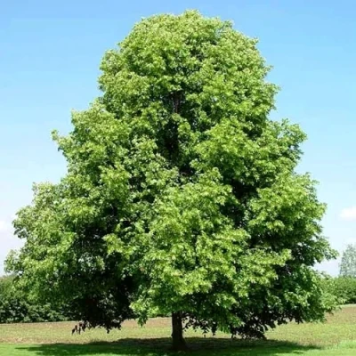 Липа мелколистная в Чите