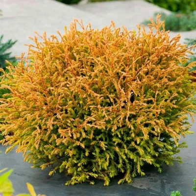 Туя ГОЛДЕН ТАФФЕТ западная в Чите