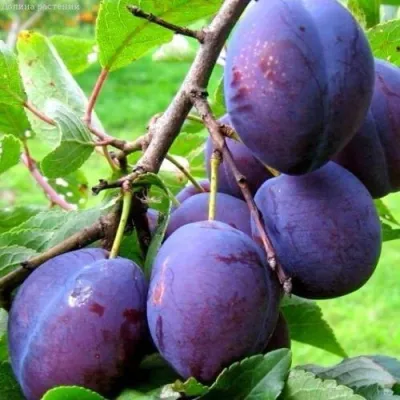 Слива ВЕНГЕРКА БЕЛОРУССКАЯ в Чите