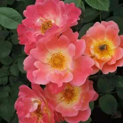 саженцы розы ГЕРЦОГИНЯ ФРЕДЕРИКА