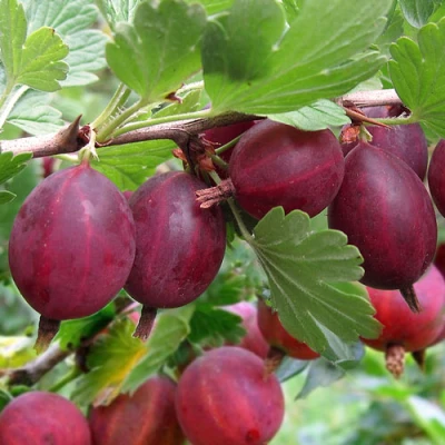 Крыжовник ХИННОМАКИ РОТ в Чите