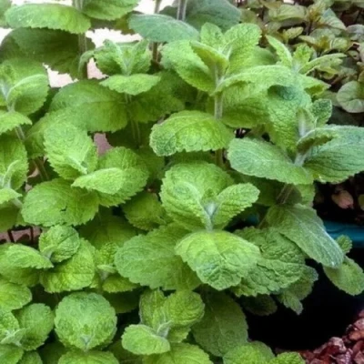 Мята яблочная в Чите