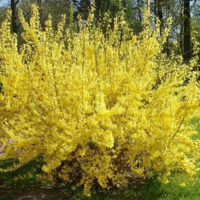 Форзиция ФОРЧУНА в Чите