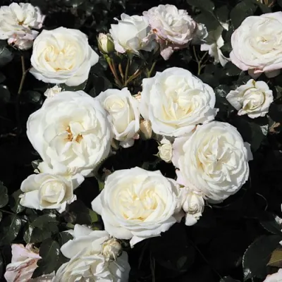 Роза АЛАБАСТЕР флорибунда в Чите