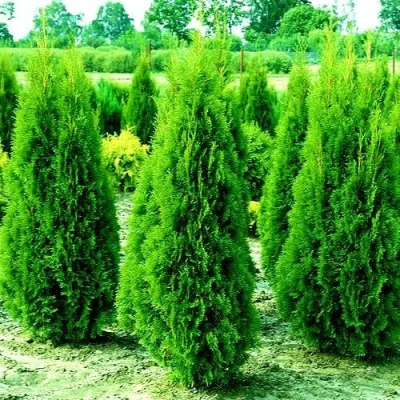 Туя ВИДМАНТ западная в Чите