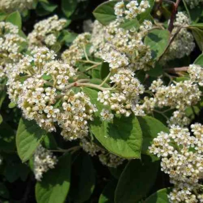 Кизильник пузырчатый в Чите