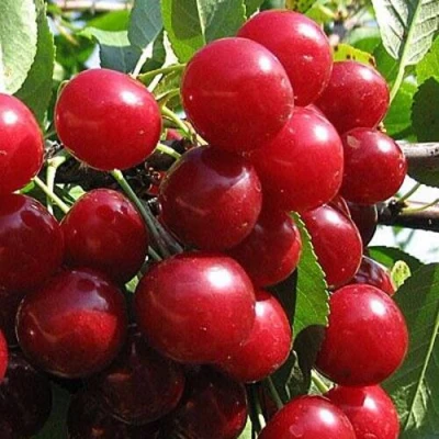 Вишня ГЛУБОКСКАЯ в Чите