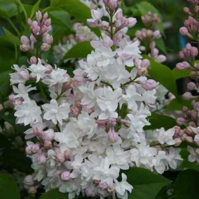 Сирень КРАСАВИЦА МОСКВЫ в Чите