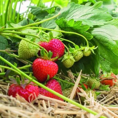 Клубника ЭЛЬСАНТА в Чите