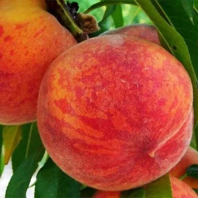 Персик ЗОЛОТОЙ ЮБИЛЕЙ в Чите