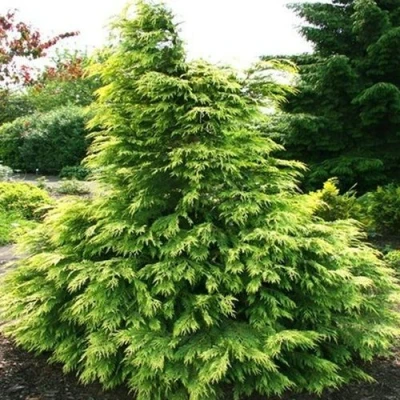 Кипарисовик САНКИСТ лавсона в Чите