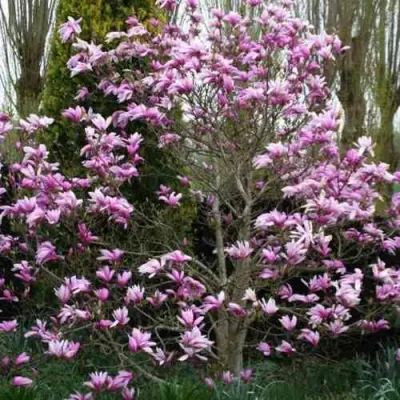 Магнолия ГАЛАКСИ в Чите