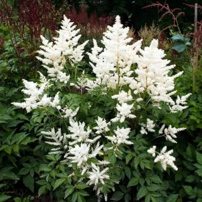 Астильба ДОЙЧЛАНД японская в Чите