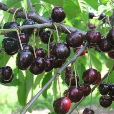 Черешня ЛЮБИМИЦА АСТАХОВА в Чите