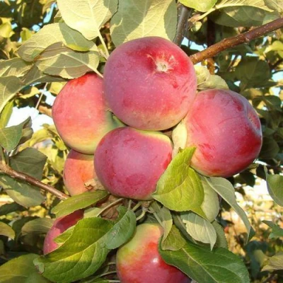 Яблоня ОРЛИК в Чите