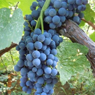 Виноград ВЕНУС в Чите