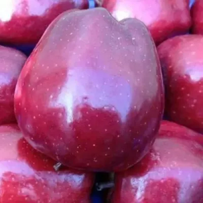 Яблоня РЕД ПРИНЦ в Чите