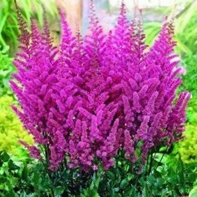 Астильба ПЕПЛ РЕЙН гибридная в Чите