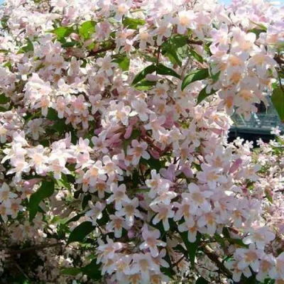 Кольквиция прелестная в Чите