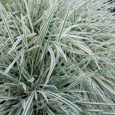 Райграс ВАРИЕГАТТА бульбоносный в Чите