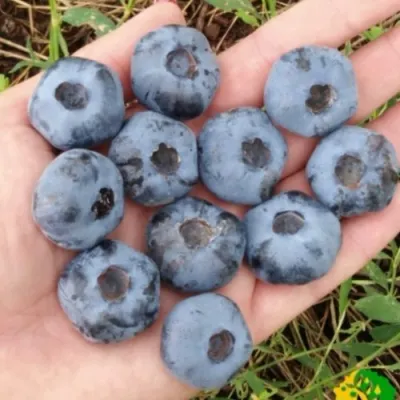 Голубика ЧАНДЛЕР в Чите