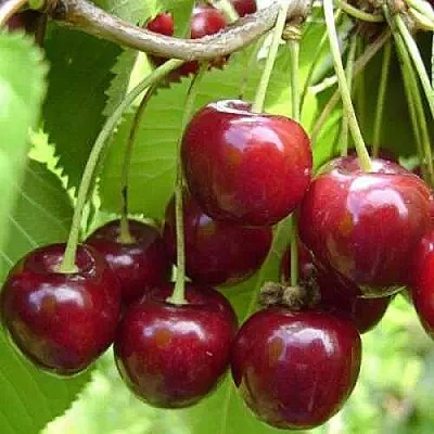 Вишня ХАРИТОНОВСКАЯ в Чите