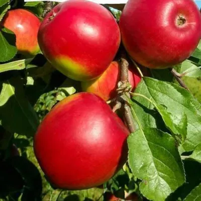 Яблоня РЕДФРИ в Чите