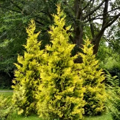 Туя ГОЛДЕН БРАБАНТ западная в Чите