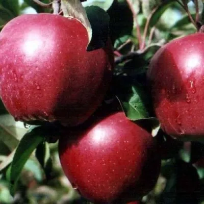 Яблоня РЕД ПРИНЦ в Чите