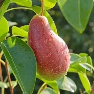 Груша ЯКОВЛЕВСКАЯ в Чите