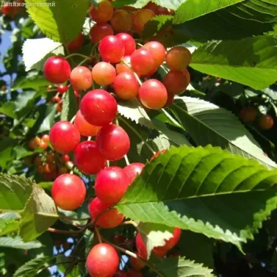 Черешня БРЯНСКАЯ РОЗОВАЯ в Чите