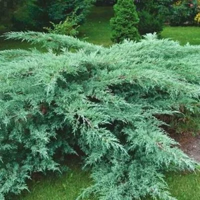Можжевельник ГРЕЙ ОУЛ виргинский в Чите