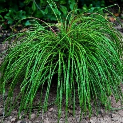 Туя ВИПКОРД складчатая в Чите