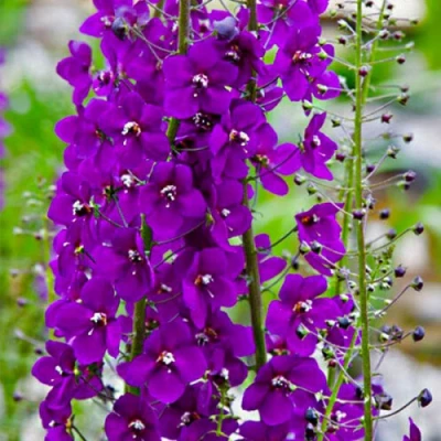 Коровяк ВИОЛЕТТА (вербаскум) в Чите