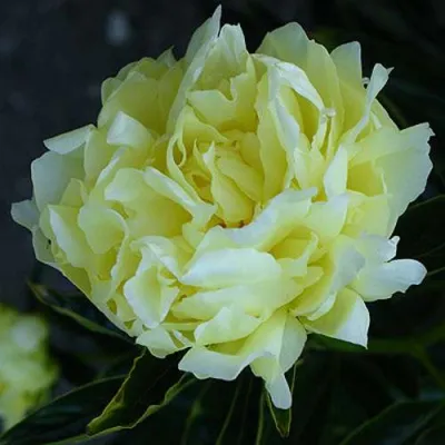 Пион ЗОЛОТАЯ КОЛЕСНИЦА травянистый в Чите