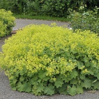 Манжетка ТРИЛЛЕР мягкая в Чите