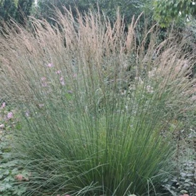 Молиния ХАЙДЕБРАУТ голубая в Чите