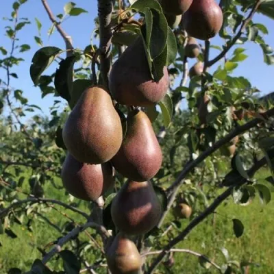Груша БРЯНСКАЯ КРАСАВИЦА в Чите