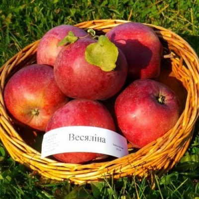 Яблоня ВЕСЯЛИНА в Чите