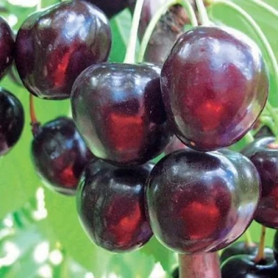 Черешня ЛЮБИМИЦА АСТАХОВА в Чите