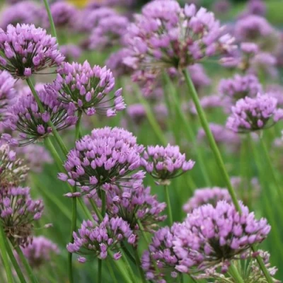 Лук угловатый в Чите