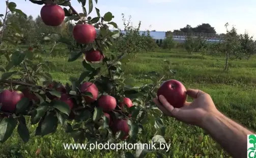 Превью видео