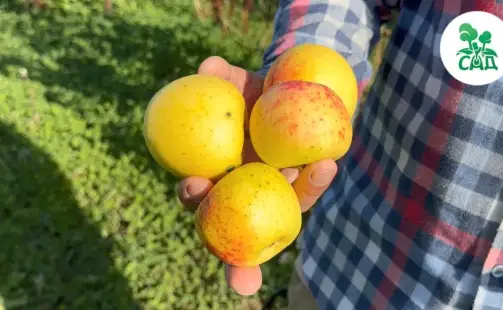 Превью видео